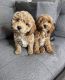 Cockapoo Puppies for sale in Iowa City, Iowa. price: $500