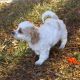 Cockapoo Puppies for sale in Denver, CO, USA. price: $700
