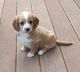 Cockapoo Puppies for sale in Denver, CO, USA. price: $600