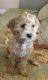Cockapoo Puppies for sale in Groton, Connecticut. price: $600