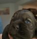 Cockapoo Puppies for sale in San Antonio, TX 78263, USA. price: $850