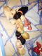 Cockapoo Puppies for sale in Ann Arbor, MI, USA. price: NA