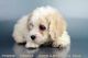Cockapoo Puppies for sale in San Diego, CA, USA. price: NA