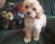 Cockapoo Puppies for sale in Bendersville, PA, USA. price: NA