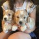 Cockapoo Puppies for sale in New York, NY, USA. price: NA