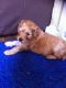 Cockapoo Puppies for sale in Madison, WI, USA. price: NA