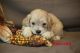 Cockapoo Puppies for sale in Fort Wayne, IN, USA. price: NA