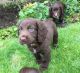 Cockapoo Puppies for sale in New Haven, CT, USA. price: NA