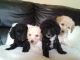 Cockapoo Puppies for sale in Carlsbad, CA, USA. price: NA