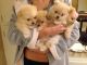 Cockapoo Puppies for sale in Carlsbad, CA, USA. price: NA