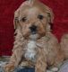 Cockapoo Puppies for sale in Allentown, PA, USA. price: NA