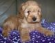 Cockapoo Puppies for sale in Woodlawn, VA, USA. price: NA