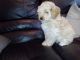 Cockapoo Puppies for sale in Wheatland, WY 82201, USA. price: NA