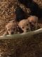 Cockapoo Puppies for sale in Pipestone, MN 56164, USA. price: NA