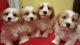 Cockapoo Puppies for sale in Fairbanks North Star, AK, USA. price: NA