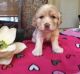 Cockapoo Puppies for sale in Beaver Creek, CO 81620, USA. price: NA