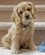 Cockapoo Puppies for sale in Baltimore, MD, USA. price: NA