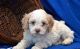 Cockapoo Puppies for sale in South Bend, IN, USA. price: NA