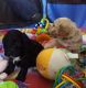 Cockapoo Puppies for sale in Worcester, MA, USA. price: $500