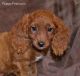 Cockapoo Puppies for sale in Berkeley, CA, USA. price: NA