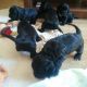 Cockapoo Puppies for sale in Montgomery, AL, USA. price: NA