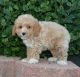 Cockapoo Puppies for sale in Clarksville, TN, USA. price: $400
