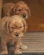 Cockapoo Puppies for sale in Huntsville, AL, USA. price: NA