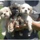 Cockapoo Puppies for sale in San Antonio, TX, USA. price: NA
