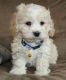 Cockapoo Puppies for sale in Jacksonville, FL, USA. price: NA