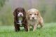 Cockapoo Puppies for sale in Des Moines, IA, USA. price: NA