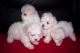Cockapoo Puppies for sale in Madison, WI, USA. price: NA