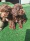 Cockapoo Puppies for sale in Denver, CO, USA. price: $400