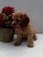 Cockapoo Puppies for sale in Baywood-Los Osos, CA 93402, USA. price: NA