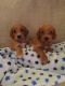 Cockapoo Puppies for sale in San Diego, CA, USA. price: NA