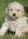 Cockapoo Puppies for sale in Milwaukee, WI, USA. price: NA