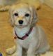 Cockapoo Puppies for sale in Coral Springs, FL, USA. price: NA