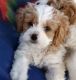 Cockapoo Puppies for sale in Akeley, MN 56433, USA. price: $200