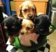 Cockapoo Puppies for sale in Zion, IL 60099, USA. price: $500