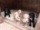 Cockapoo Puppies for sale in AL-59, Alabama, USA. price: NA
