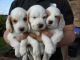Cockapoo Puppies for sale in Virginia Beach, VA, USA. price: NA