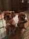 Cockapoo Puppies for sale in Madison, AL, USA. price: NA