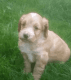 Cockapoo Puppies for sale in Arkansas City, AR 71630, USA. price: NA