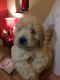Cockapoo Puppies for sale in Campbellsville, KY 42718, USA. price: NA