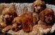 Cockapoo Puppies for sale in Penn Ave, Pittsburgh, PA, USA. price: NA