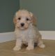 Cockapoo Puppies for sale in Celina, OH 45822, USA. price: NA