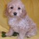 Cockapoo Puppies for sale in Canton, OH, USA. price: NA