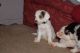 Cockapoo Puppies for sale in Tallahassee, FL, USA. price: NA