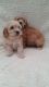 Cockapoo Puppies for sale in St Paul, MN, USA. price: NA