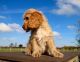 Cockapoo Puppies for sale in Evansville, IN, USA. price: NA