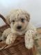 Cockapoo Puppies for sale in Concord, NH, USA. price: NA